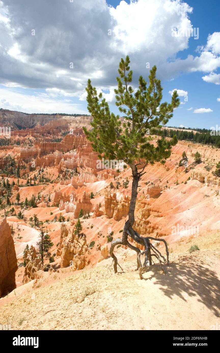 Limberkiefer (Pinus flexilis) ist ein Nadelbaum, der im westlichen Nordamerika von Kanada bis Mexiko beheimatet ist. Dieses Foto wurde im Bryce Canyon aufgenommen Stockfoto