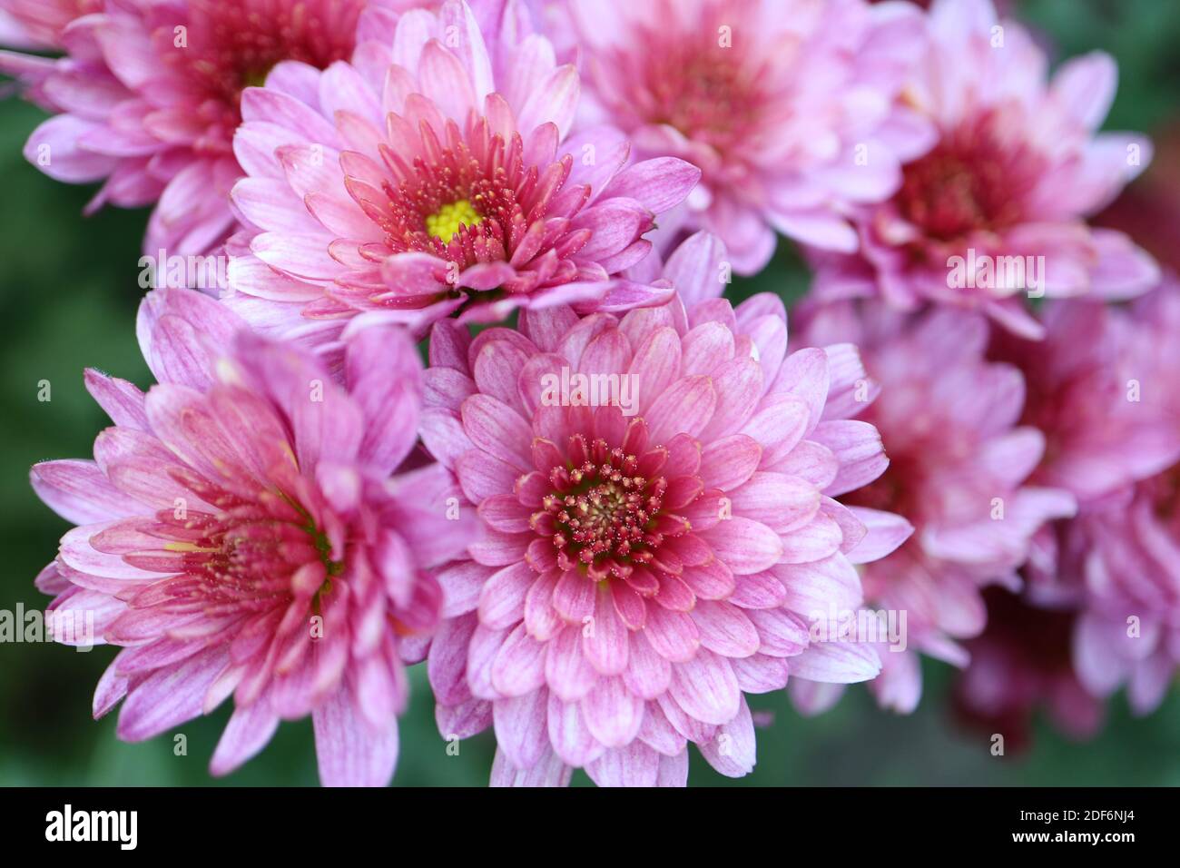 Rosa Chrysanthemen im Garten, rosa Chrysanthemen mit gelben Staubgefäßen Makro, Blumenfoto, Makrofotografie, Stock Bild Stockfoto