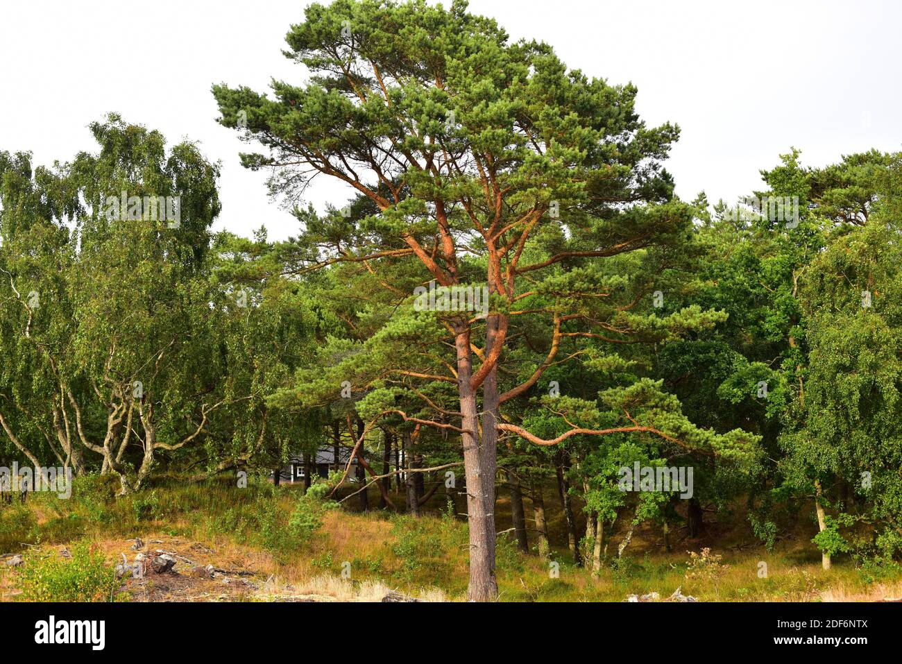 Schottenkiefer (Pinus sylvestris) ist ein Nadelbaum aus Europa. Dieses Foto wurde im Sandhammaren Naturreservat, Scania, Schweden aufgenommen. Stockfoto
