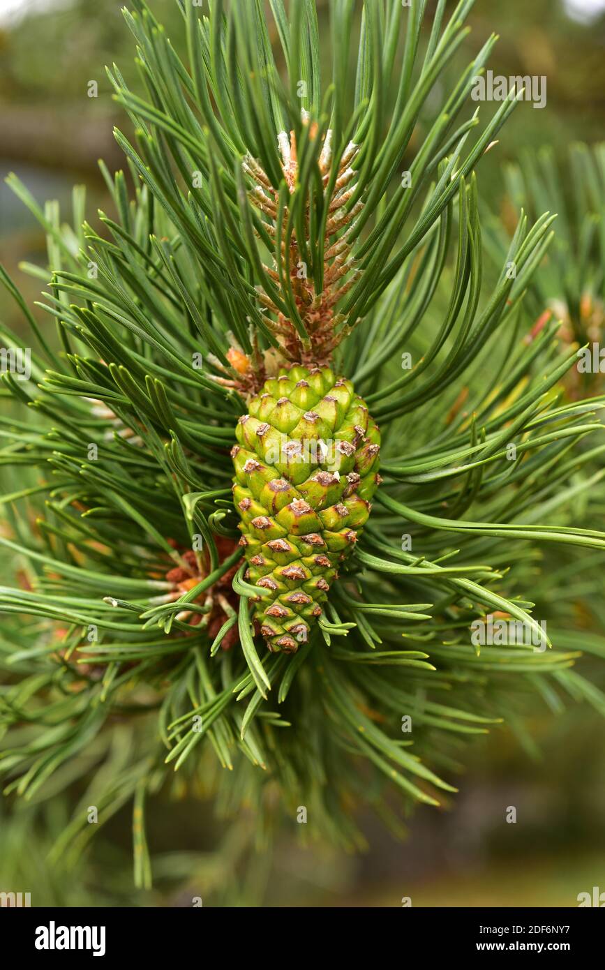 Pino Negro (Pinus uncinata oder Pinus mugo uncinata) ist ein Nadelbaum