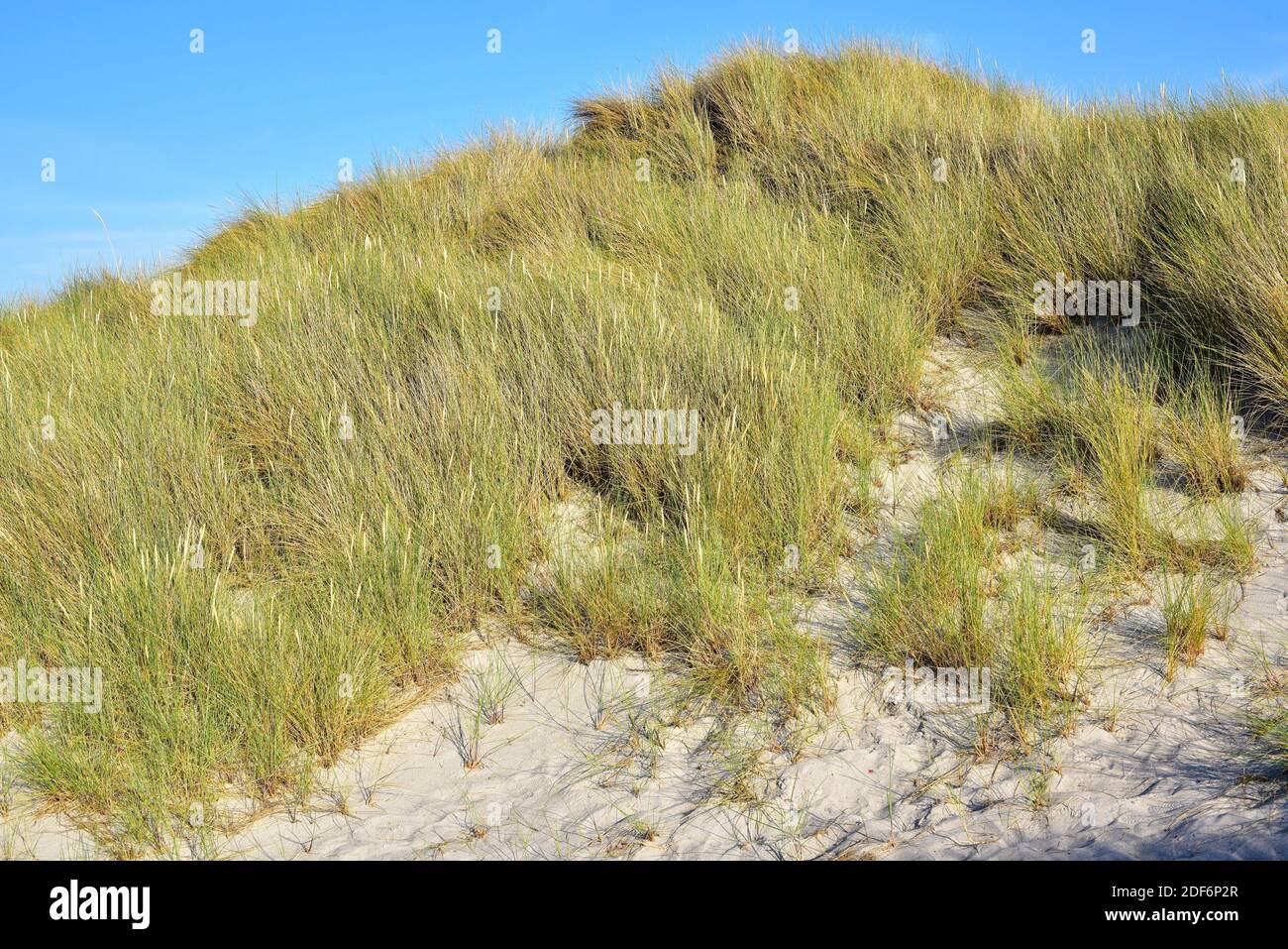 Europäisches Strandgras oder europäisches Marrammgras (Ammophila arenaria) ist eine mehrjährige Pflanze, die an den Küsten Europas und Nordafrikas beheimatet ist. Dieses Foto war Stockfoto