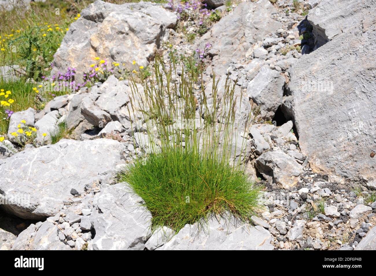 Festuca eskia ist eine mehrjährige Pflanze, die in den Pyrenäen und Kantabrischen Bergen endemisch ist. Dieses Foto wurde im Naturpark Larra-Belagua, Pyrenäen, Stockfoto