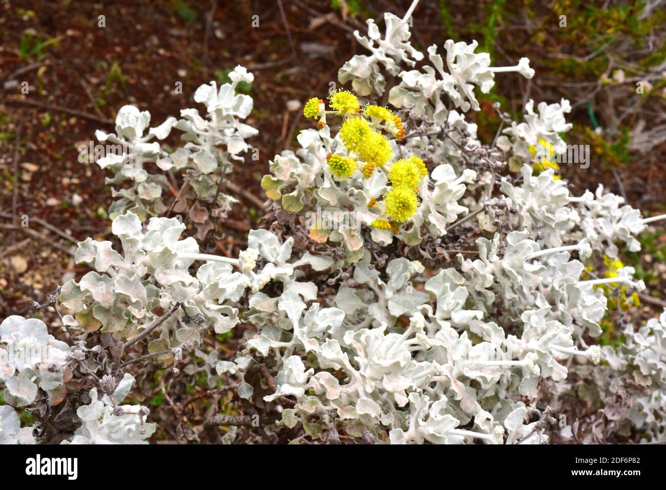 Conejo Buchweizen oder Safran Buchweizen ( Eriogonum crocatum) ist ein Strauch endemisch in Conejo Valley, Kalifornien. Stockfoto