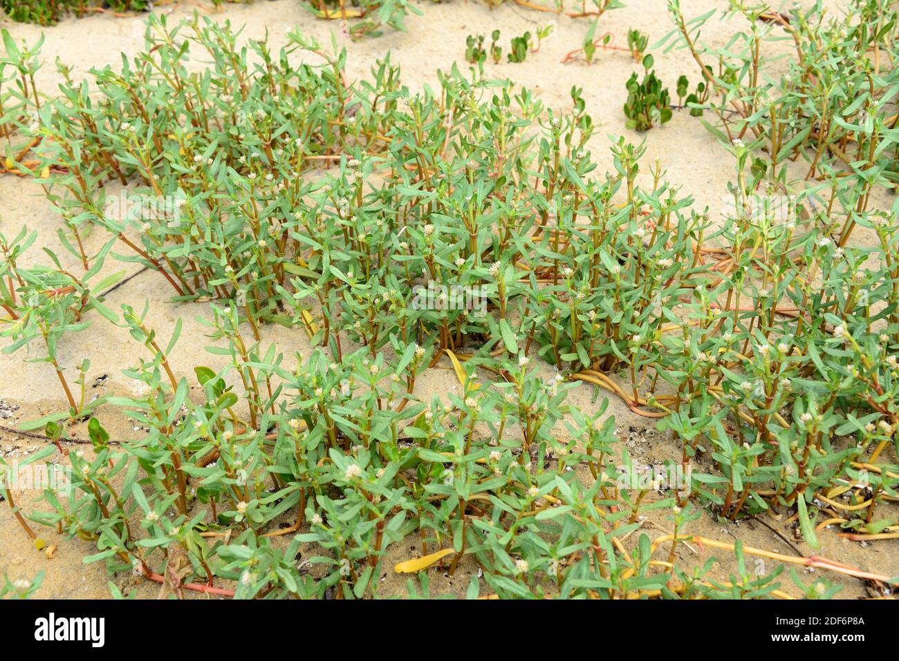 Knotweeds (Polygonum sp. ) Ist eine Kräutergattung der Familie der Polygonaceae. Dieses Foto wurde in Paraty Beach, Brasilien aufgenommen. Stockfoto