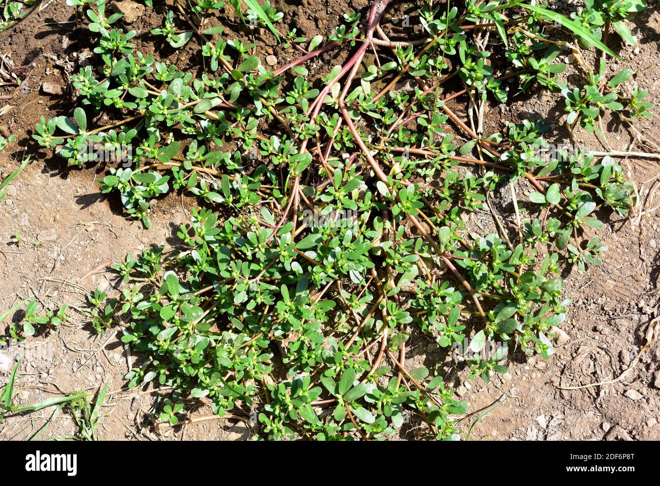 Purslane oder Verdolaga (Portulaca oleracea) ist eine Sukkulente Pflanze weit verbreitet: südeuropa, Nordafrika, Indien, Malaysia, Stockfoto