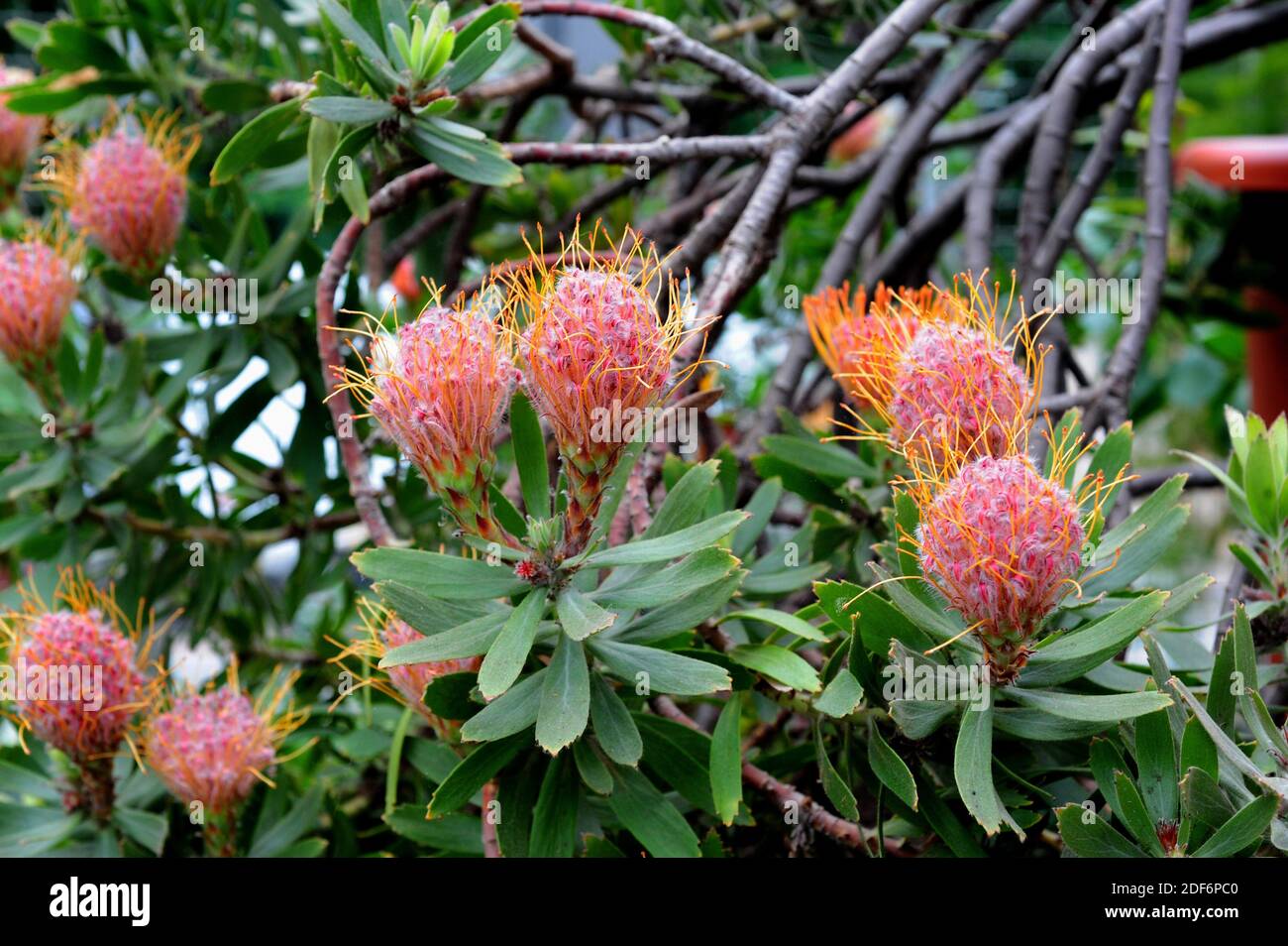 Seidenhaarige Nadelkissen (Leucospermum vestitum) ist ein immergrüner Strauch aus Südafrika. Stockfoto