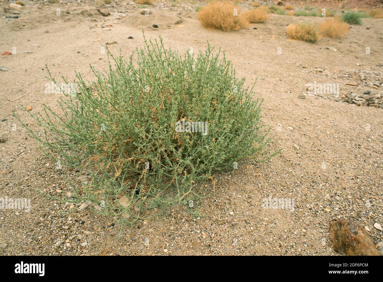 borstenanabasis (Anabasis setifera oder Salsola setifera) ist ein im westlichen Asien heimischer xerophytischer Unterstrauch. Dieses Foto wurde im Toten Meer, Jordanien, aufgenommen. Stockfoto