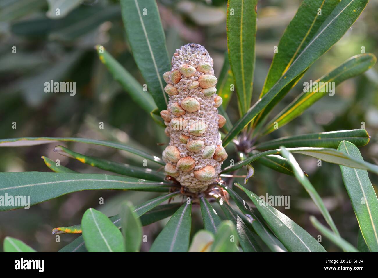 Kleiner baum banksia Fotos und Bildmaterial in hoher Auflösung Alamy