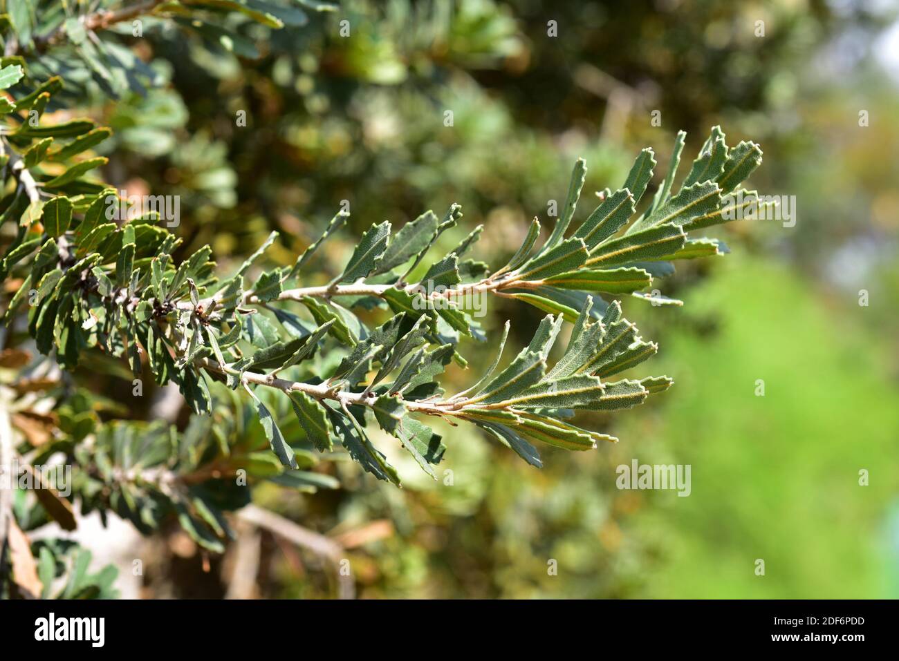 Die Banksia praemorsa (Banksia praemorsa) ist ein immergrüner Strauch, der im Südwesten Australiens beheimatet ist. Stockfoto