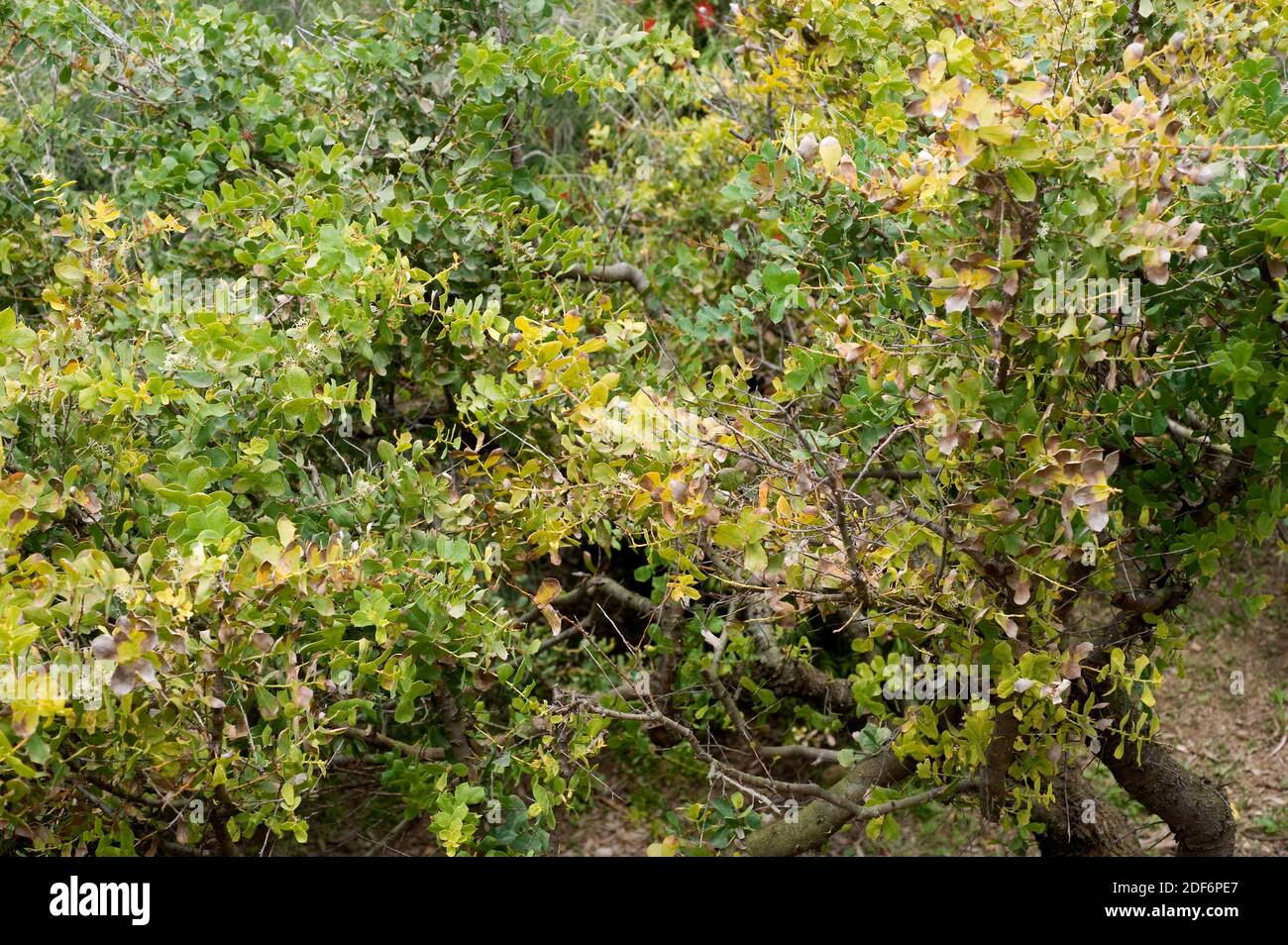 Harsh hakea (Hakea protrata) ist ein Strauch, der im Südwesten Australiens beheimatet ist. Stockfoto