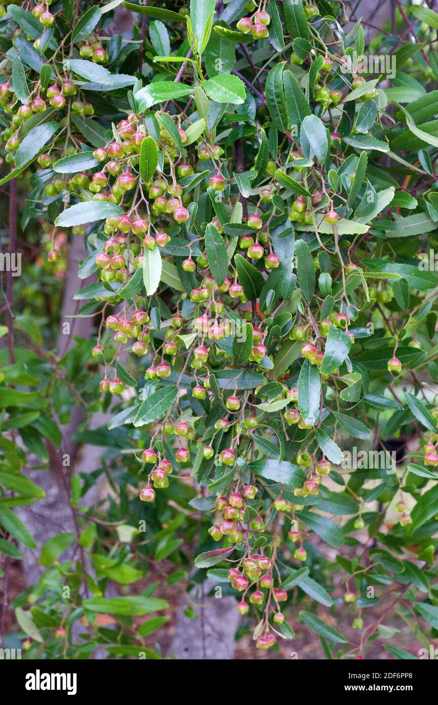 Seife Dogwood oder Seife glänzend Blatt (Noltea africana) ist ein Strauch aus Südafrika. Fuits und Blätter Detail. Stockfoto