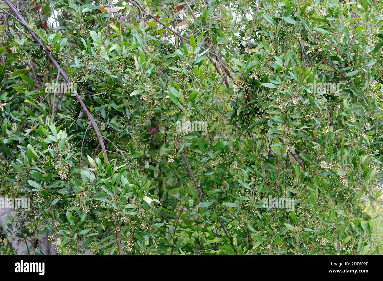 Seife Dogwood oder Seife glänzend Blatt (Noltea africana) ist ein Strauch aus Südafrika. Knospen und Blätter Detail. Stockfoto