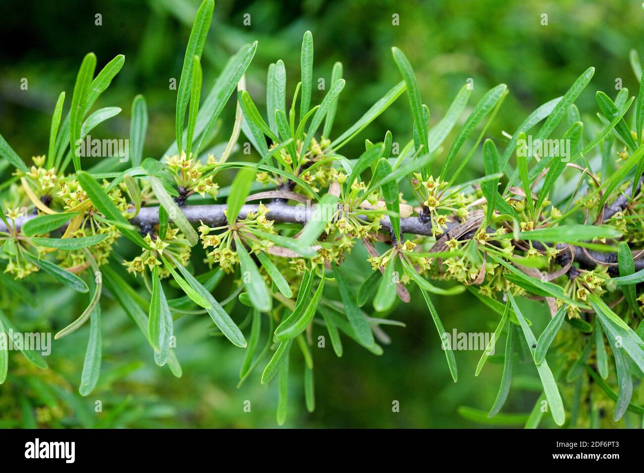 Rhamnus lycioides Fotos und Bildmaterial in hoher Auflösung Alamy