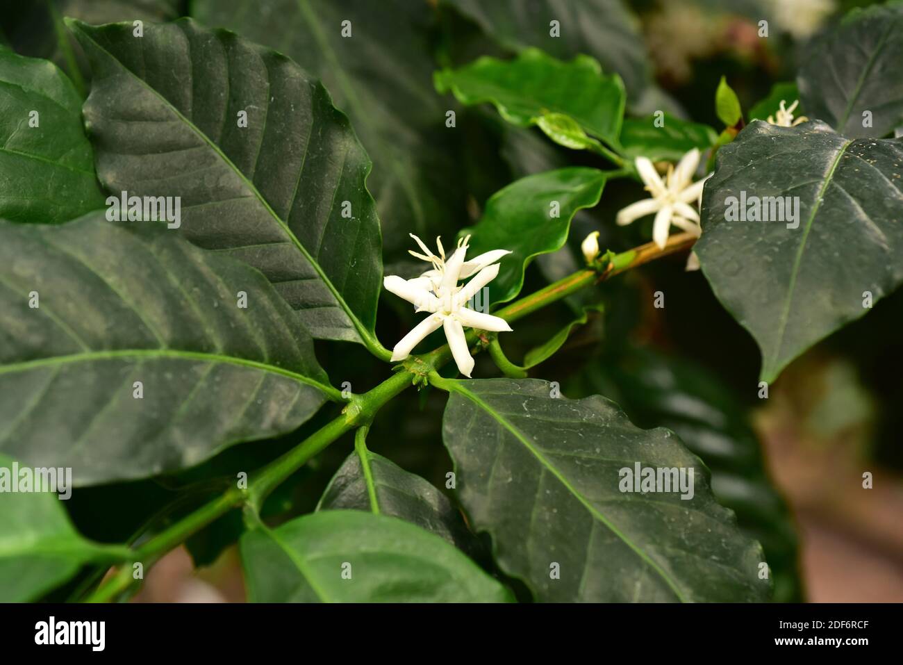 Arabischer Kaffee oder arabica-Kaffee (Coffea arabica) ist ein mehrjähriger Baum oder Strauch, der in den Hochländern Äthiopiens und des Jemen beheimatet ist. Seine gerösteten Früchte Stockfoto