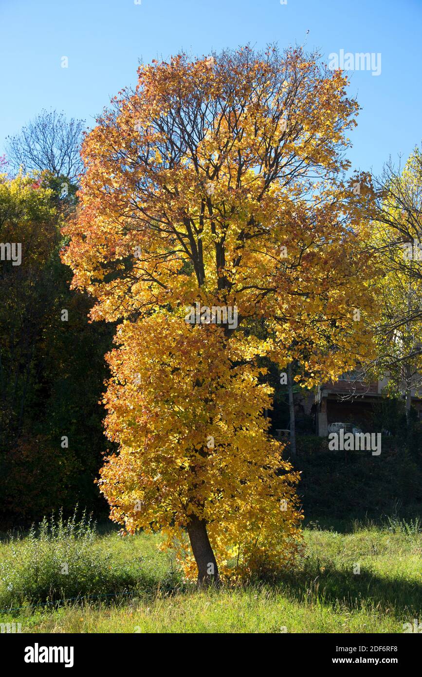Französischer ahorn Fotos und Bildmaterial in hoher Auflösung Alamy