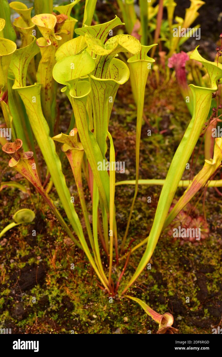 Purple Trompete-Blatt (Sarracenia leucophylla) ist eine fleischfressende Pflanze aus dem Südosten der USA. Stockfoto