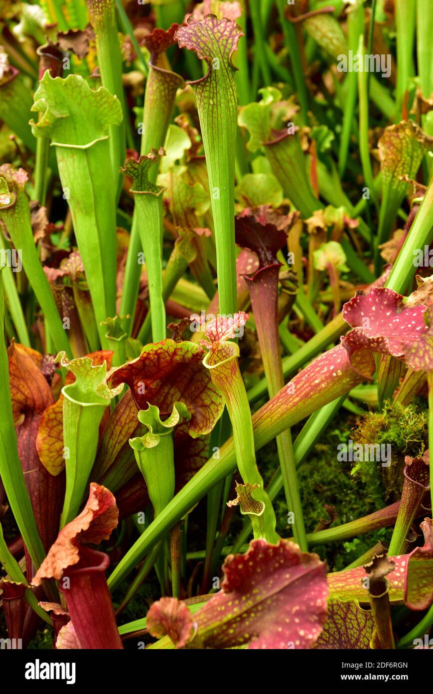Die Kannenpflanze (Sarracenia flava) ist eine fleischfressende Pflanze, die im Südosten der USA beheimatet ist. Stockfoto