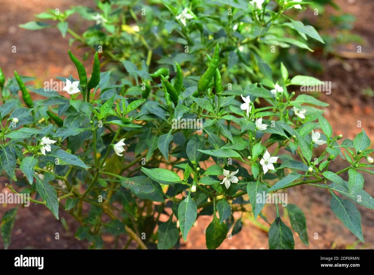 Chilischote (Capsicum frutescens) ist eine einjährige Pflanze, die in Amerika beheimatet ist. Blumen und Früchte Detail. Stockfoto
