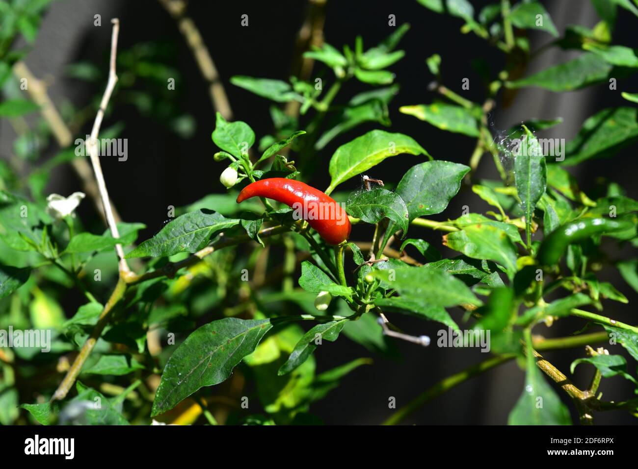 Chilischote (Capsicum frutescens) ist eine einjährige Pflanze, die in Amerika beheimatet ist. Blumen und Früchte Detail. Stockfoto