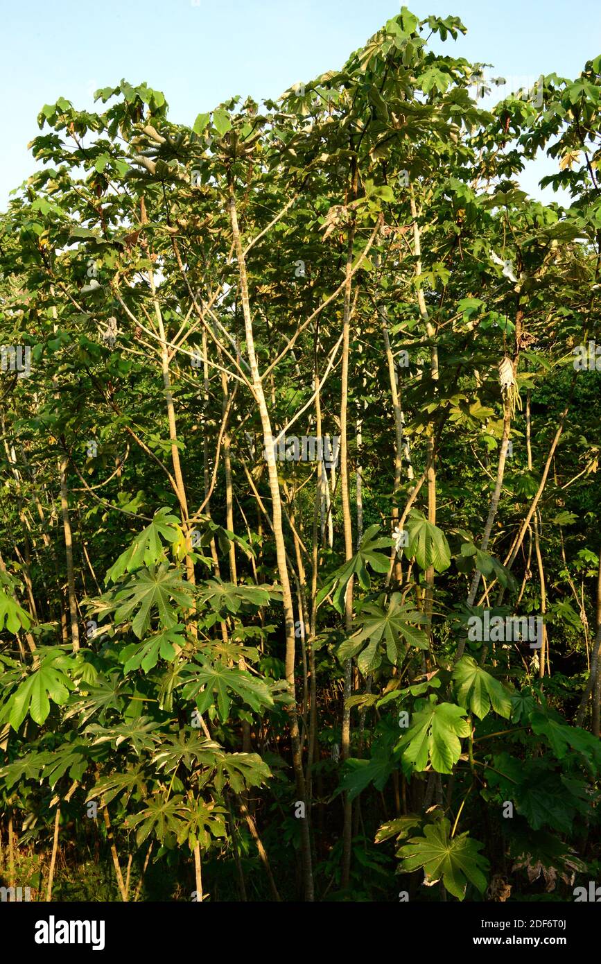 Snakewood (Cecropia peltata) ist ein immergrüner invasiver Baum, der im tropischen Amerika beheimatet ist. Dieses Foto wurde in der Nähe von Manaus, Brasilien, aufgenommen. Stockfoto
