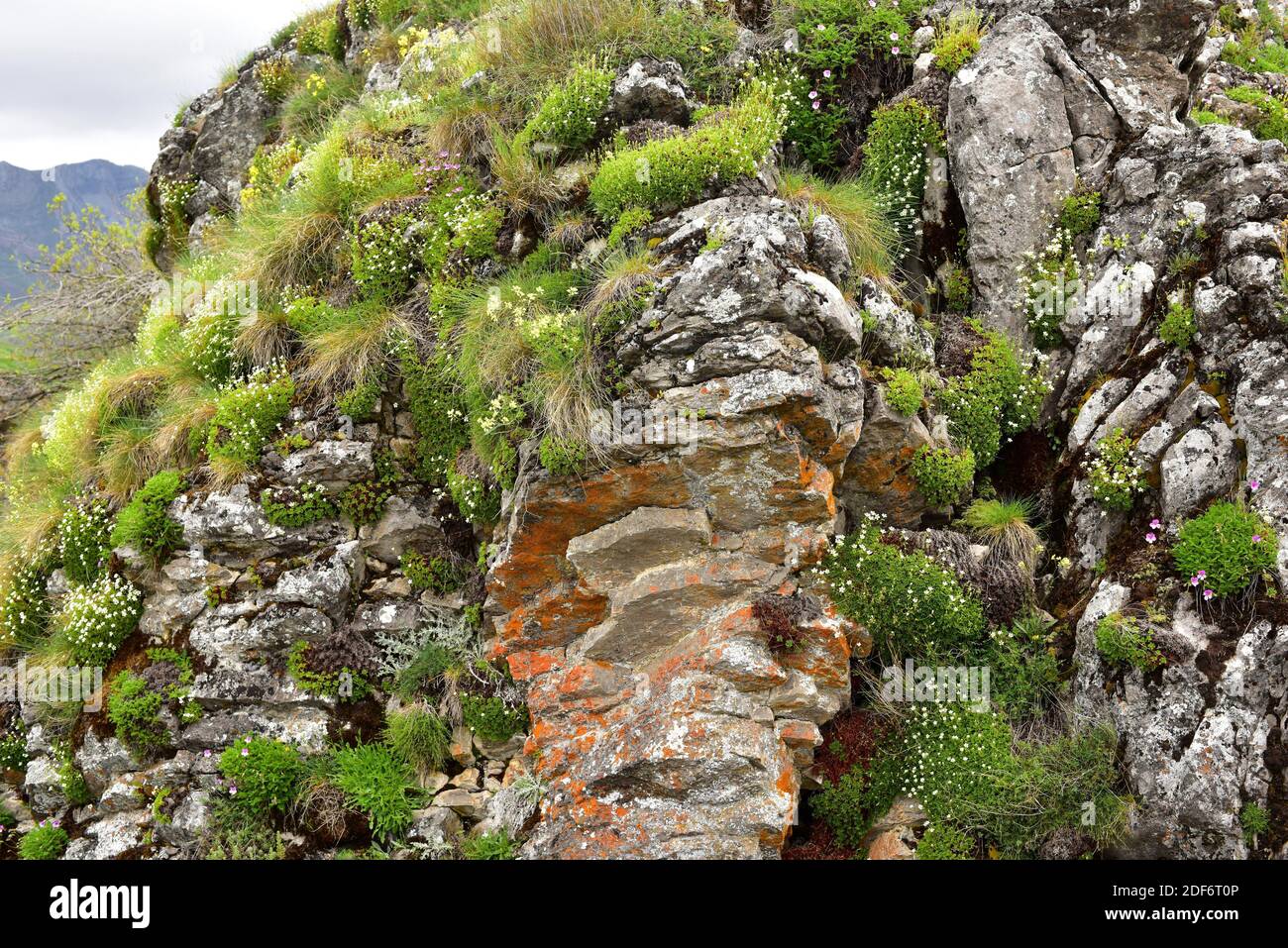 Saxifraga babiana ist eine mehrjährige Pflanze, die in den kantabrischen Bergen (Asturien und Leon) endemisch ist. Dieses Foto wurde in Babia, Leon Provinz, aufgenommen. Stockfoto