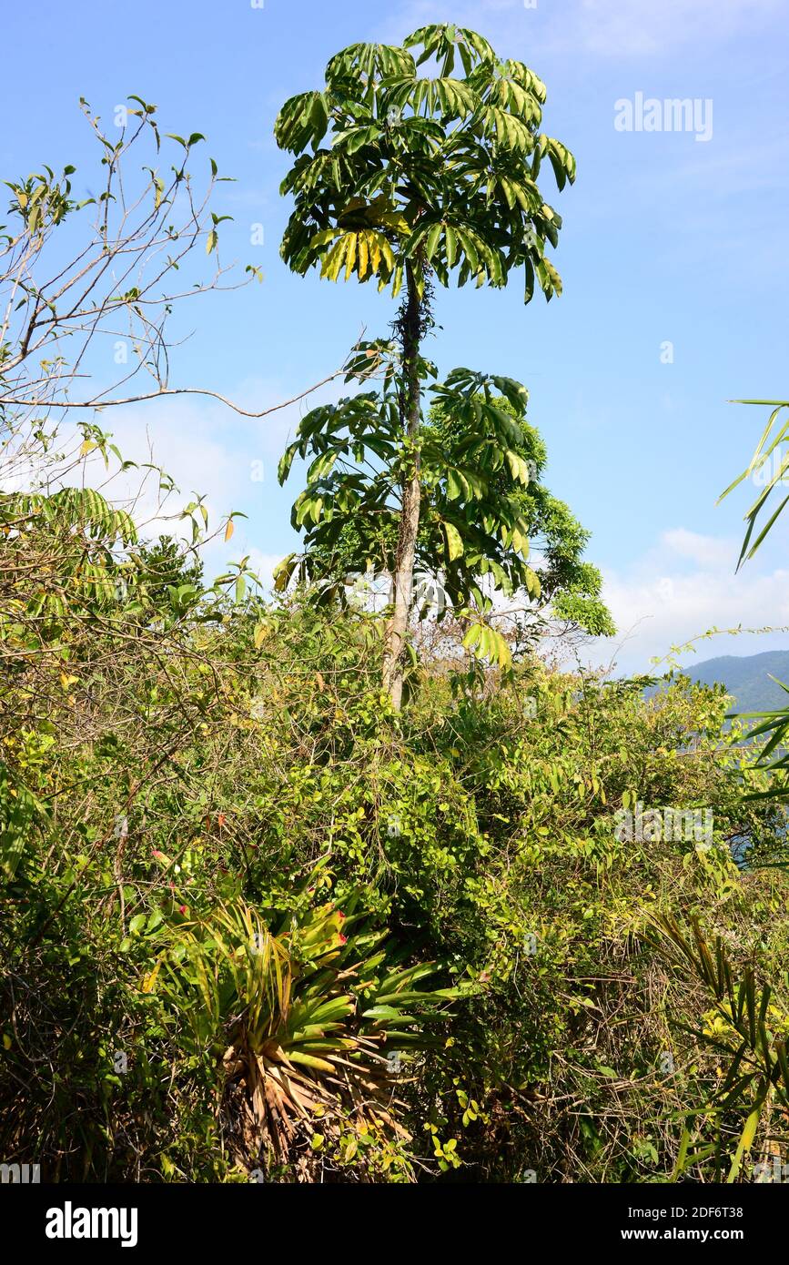 Snakewood (Cecropia peltata) ist ein immergrüner invasiver Baum, der im tropischen Amerika beheimatet ist. Dieses Foto wurde in der Nähe von Paraty, Brasilien, aufgenommen. Stockfoto