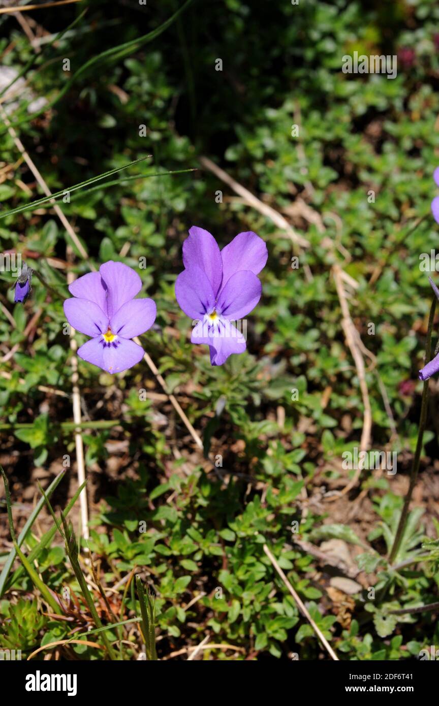 Montseny violet (Viola bubanii) ist eine mehrjährige Pflanze, die in Nordspanien und Portugal beheimatet ist. Dieses Foto wurde im Biosphärenreservat Montseny in Barcelona aufgenommen Stockfoto