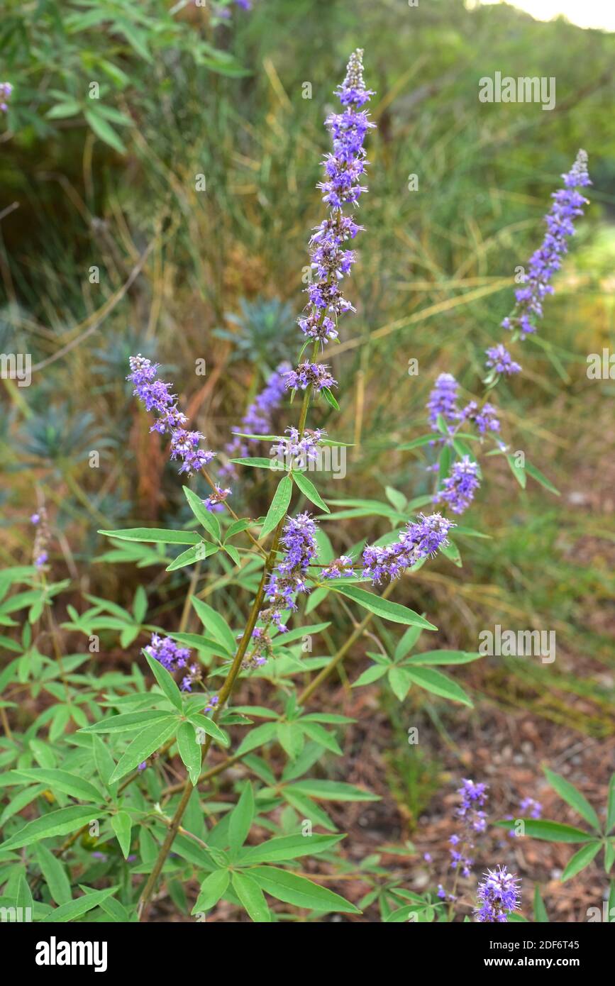 Vitex Vitex Agnus Castus Stockfotos und bilder Kaufen Alamy