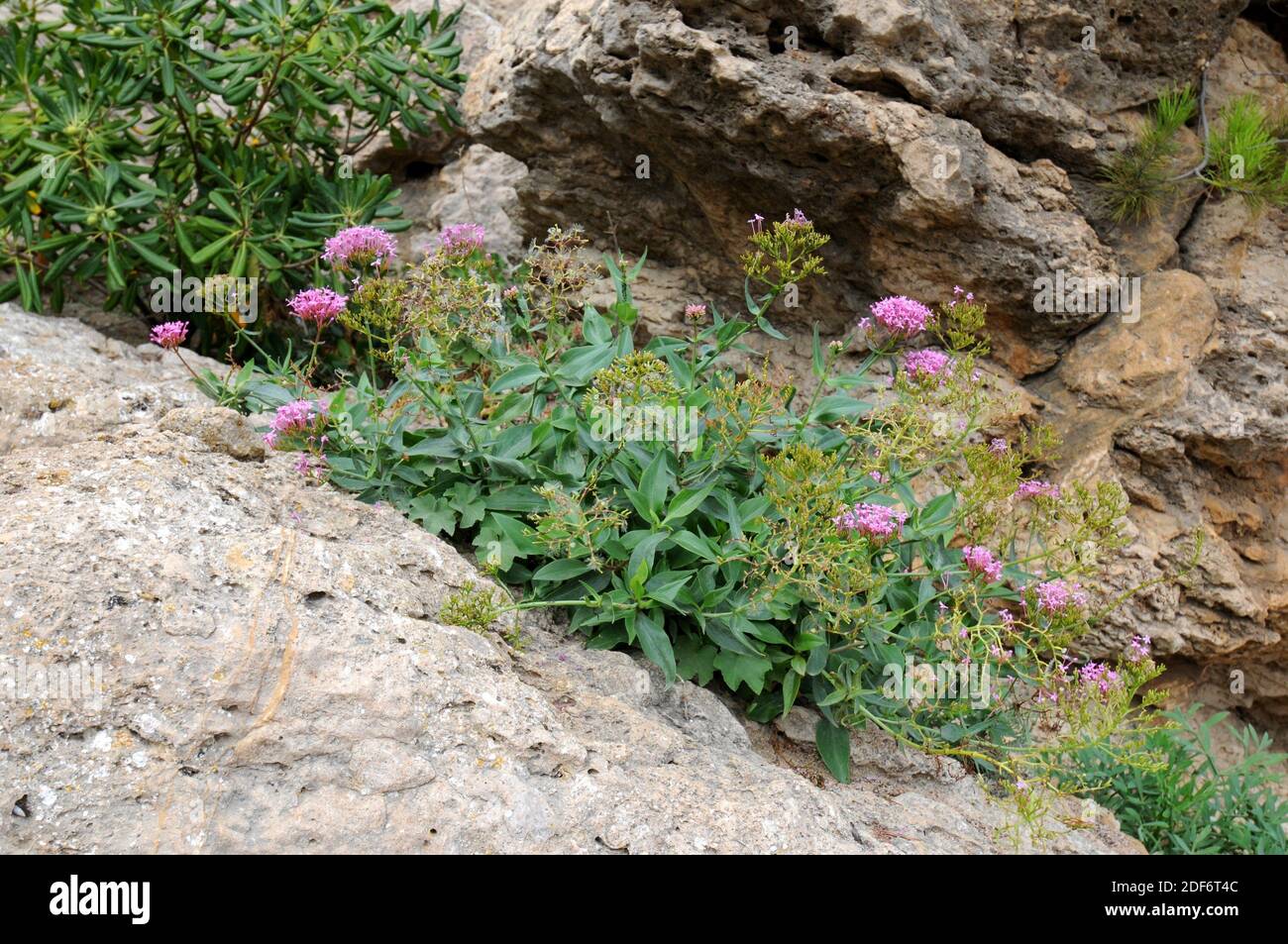 Roter Baldrian (Centranthus ruber) ist ein mehrjähriger Strauch, der im
