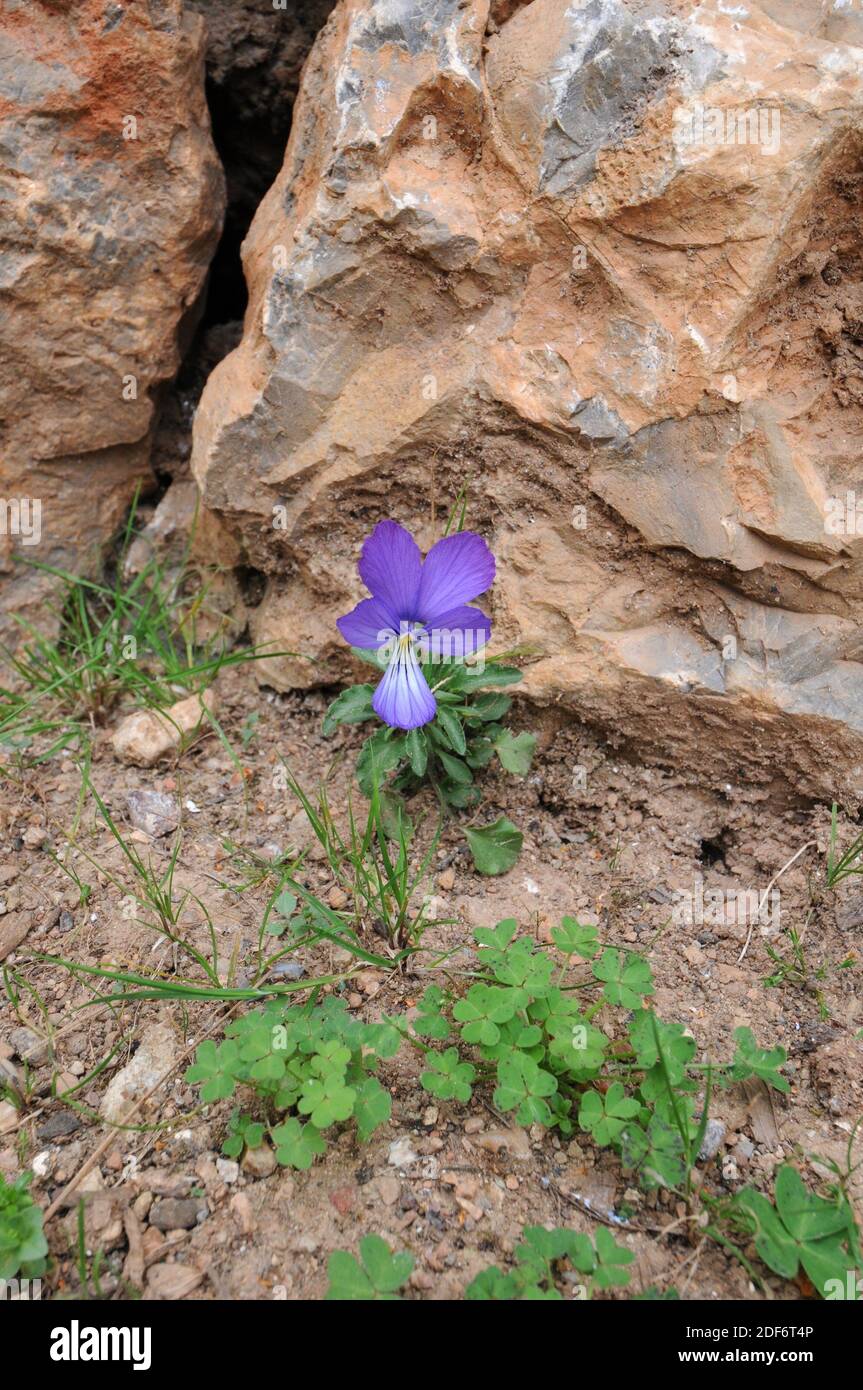 Korsika Stiefmütterchen oder Korsika violett (Viola korsika) ist eine mehrjährige Kraut aus Korsika und Sardinien. Stockfoto