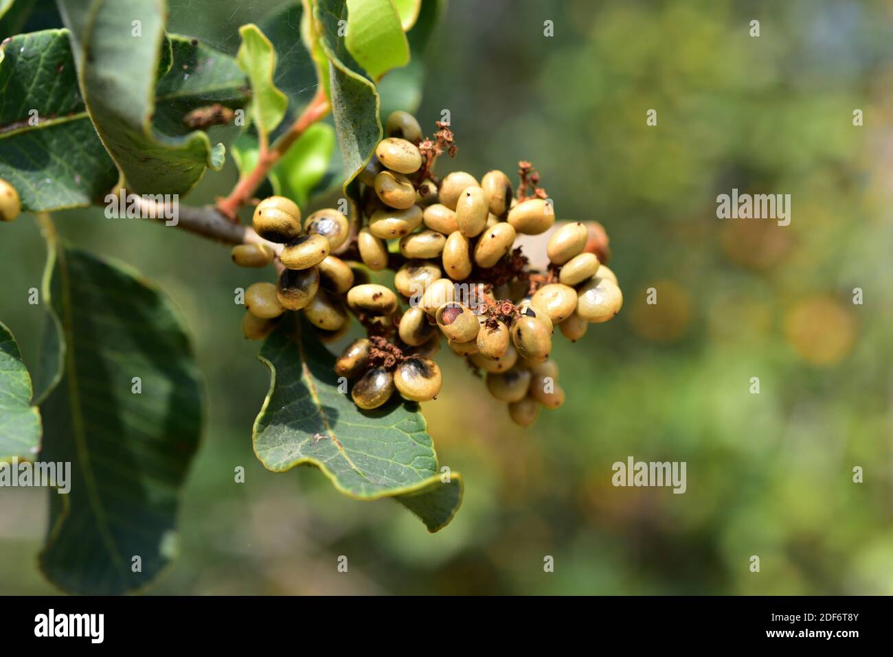 Der Liter-Baum (Lithraea caustica) ist ein immergrender allergener Baum, der in Zentralchile endemisch ist. Früchte und Blätter Detail. Stockfoto