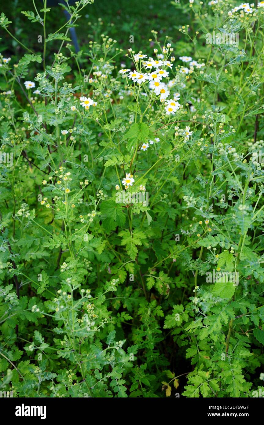 Feverfew (Tanacetum parthenium, Chrysanthemum parthenium oder Matricaria parthenium) ist eine mehrjährige Heilpflanze aus Eurasien. Blühende Pflanzen. Stockfoto