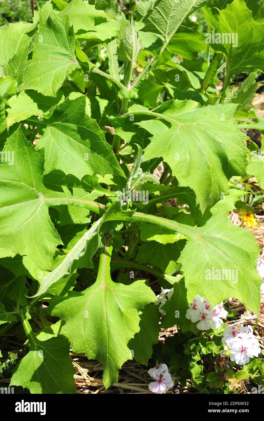 Yacon oder peruanischer gemahlener Apfel (Smallanthus sonchifolius) ist eine mehrjährige Pflanze, die in den Anden beheimatet ist. Seine tuberösen Wurzeln sind essbar. Stockfoto