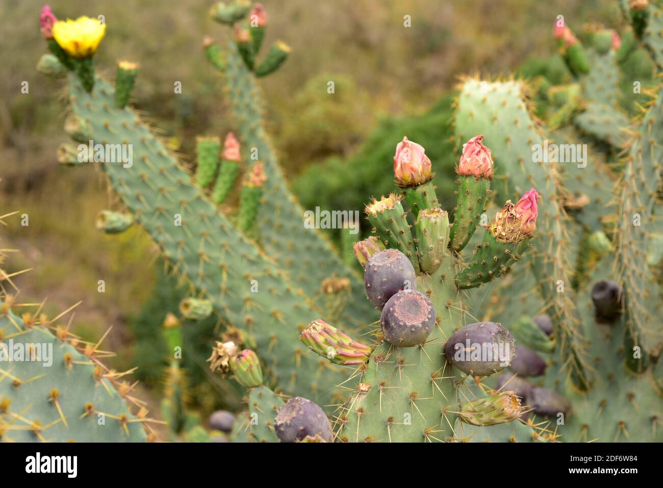 Kuhzunge kaktusfeige Stockfotos und bilder Kaufen Alamy