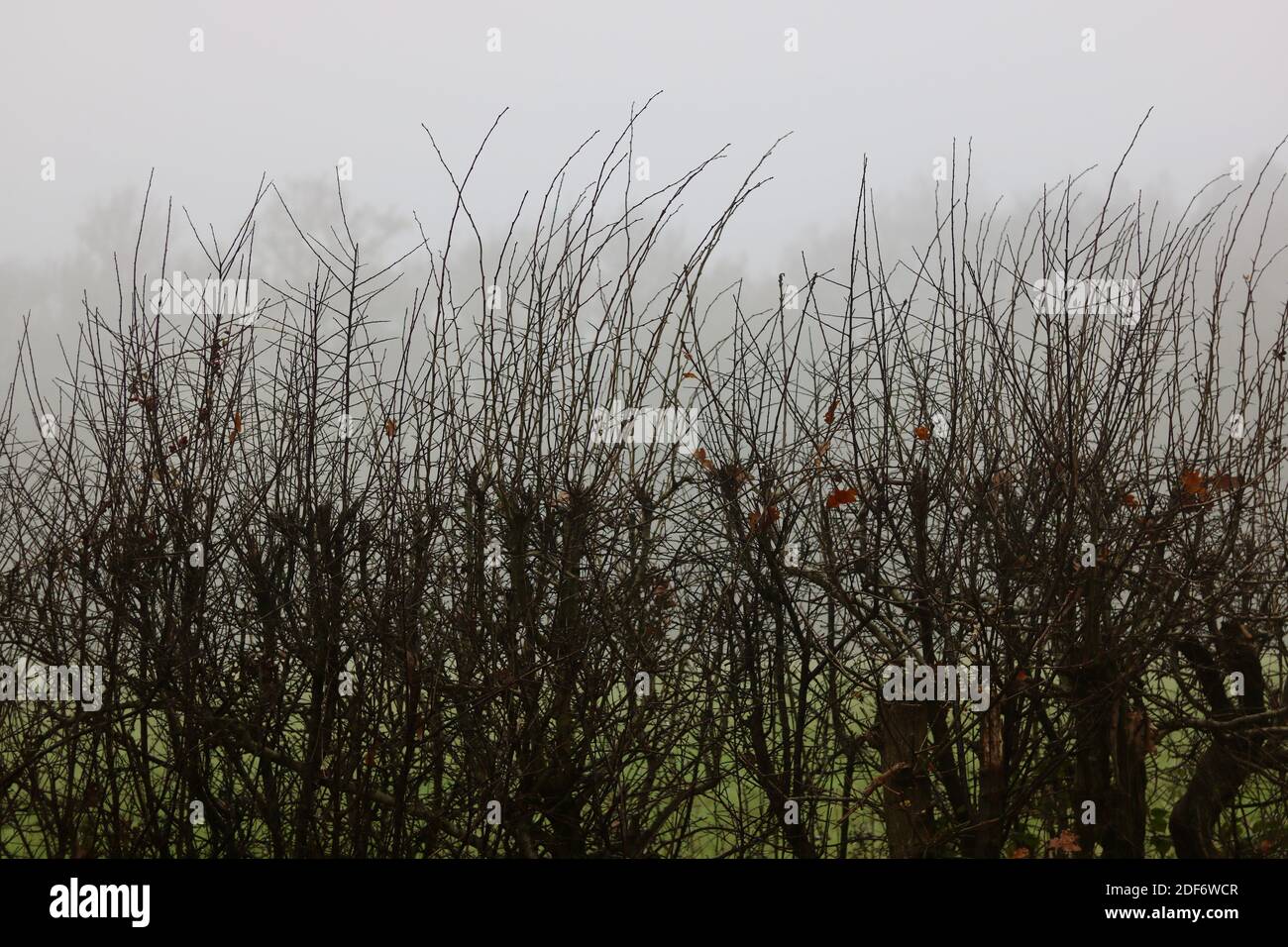 Blick durch Büsche im Winter mit feinem grünen Gras und Verschwommene Bäume dahinter Stockfoto