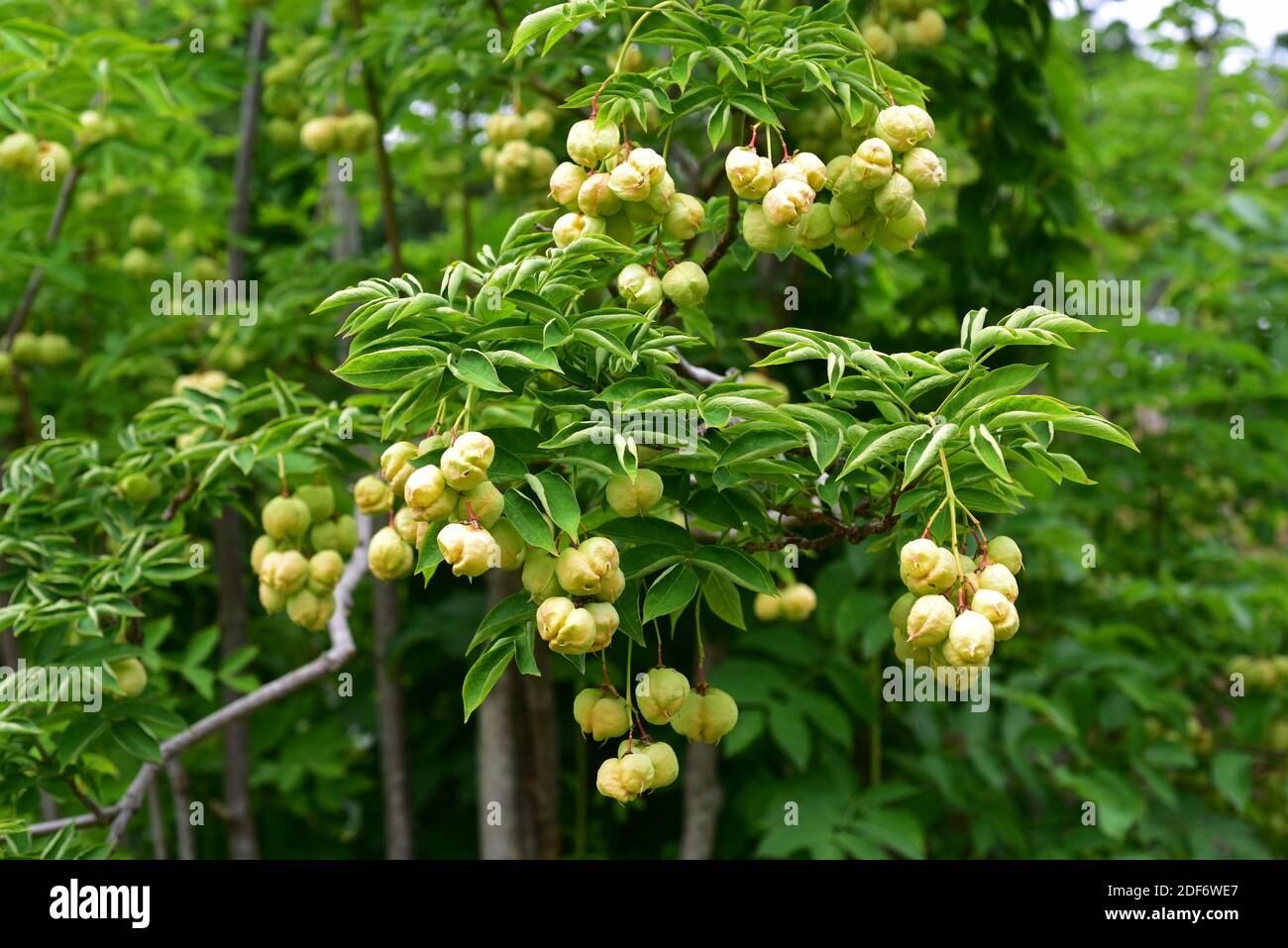 Europäische Blaswurzmutter (Staphylea pinnata) ist ein kleiner Baum, der in Mitteleuropa beheimatet ist. Seine Samen sind essbar. Stockfoto