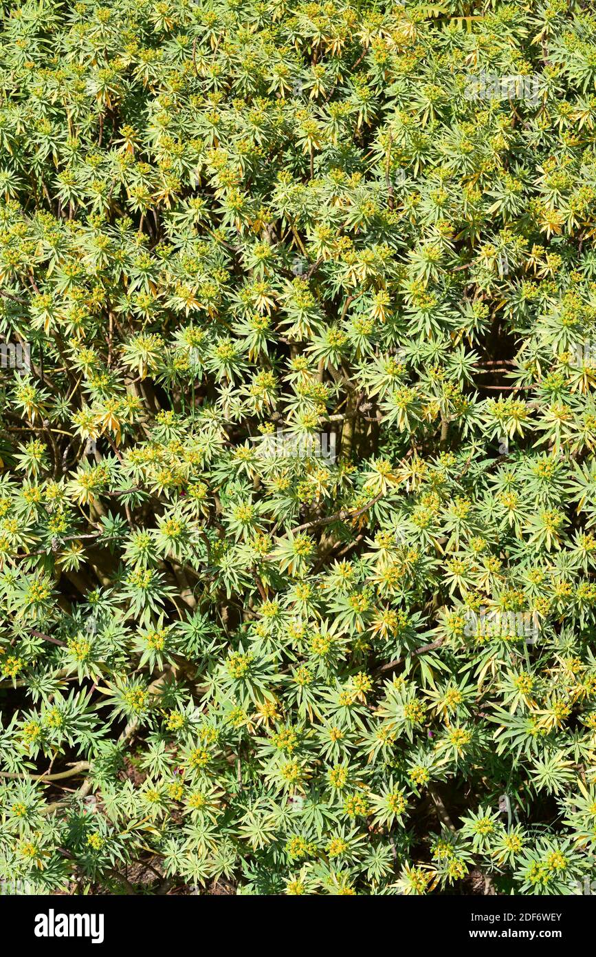 Figueira do Inferno (Euphorbia piscatoria) ist ein immergrüner Strauch, der endemisch im Archipel von Madeira ist. Blühende Pflanze. Stockfoto