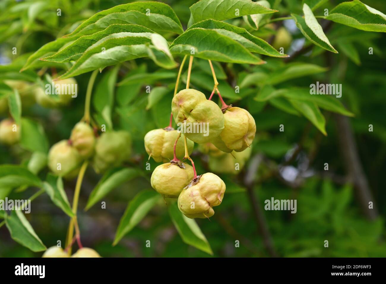 Europäische Blaswurzmutter (Staphylea pinnata) ist ein kleiner Baum, der in Mitteleuropa beheimatet ist. Seine Samen sind essbar. Stockfoto