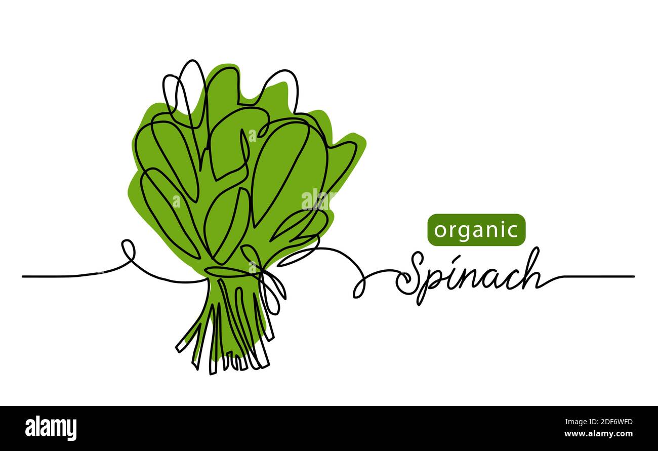 Spinat, Bio grünes Blatt, Salatbüschel. Vektorgrafik, Hintergrund. Eine Linie Zeichnung Kunst Illustration mit Schriftzug Bio-Spinat Stock Vektor