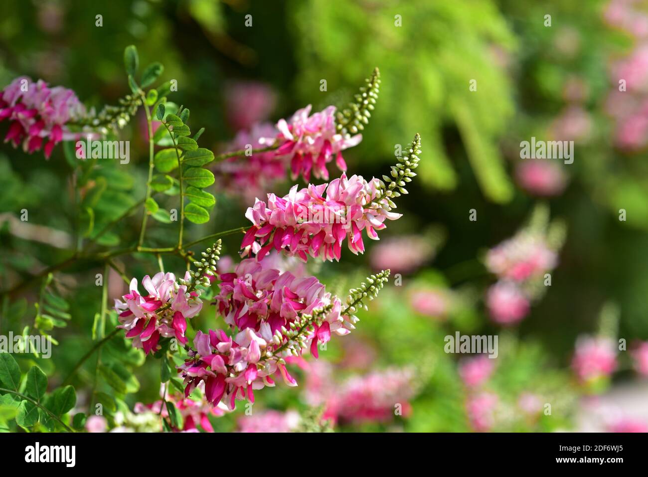 Indigo Pflanze Stockfotos und bilder Kaufen Alamy