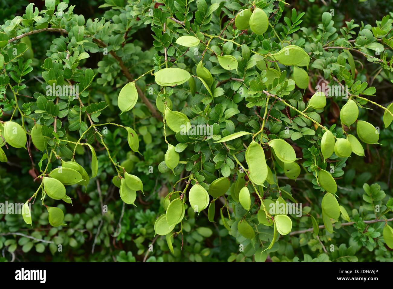 buschbohne oder waldbohne (Schotia latifolia) ist ein immergrüner