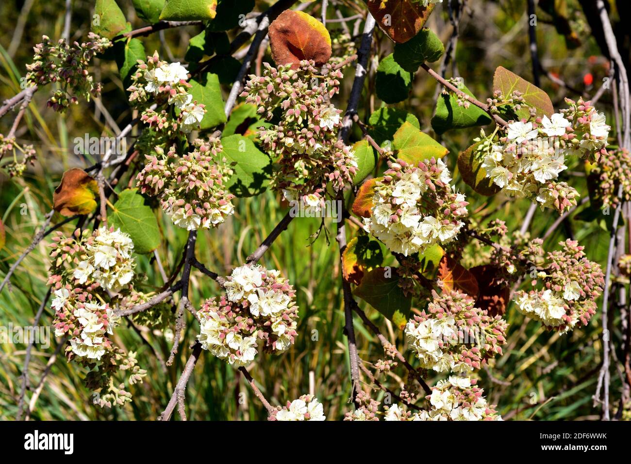 Dikbas oder afrikanische Wildbirne (Dombeya rotundifolia) ist ein kleiner Laub- und Heilbaum, der im südlichen Afrika beheimatet ist. Blütenstände Detail. Stockfoto