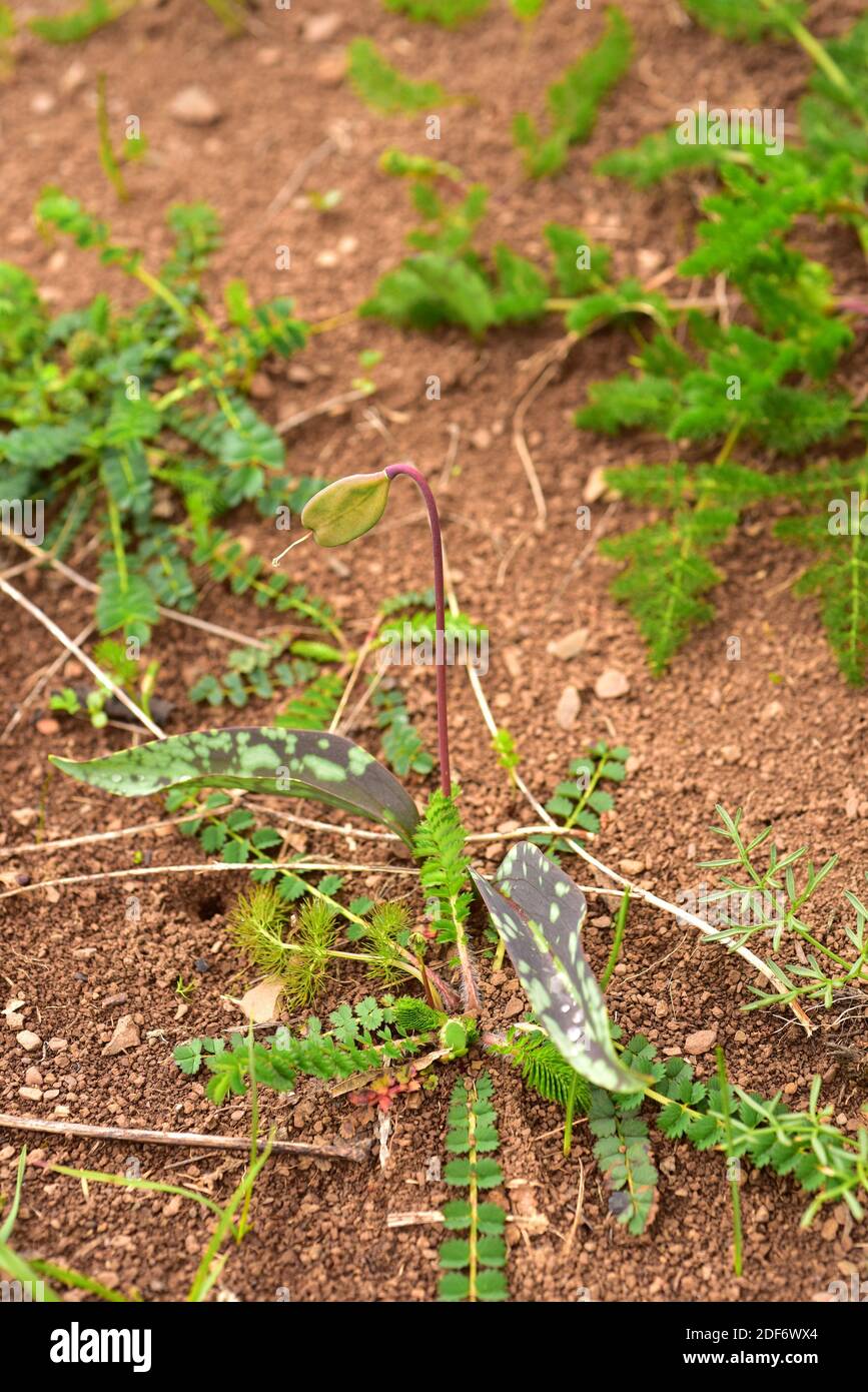 Hahnentrittveilchen (Erythronium dens-canis) ist eine bauchige mehrjährige Pflanze, die in Mitteleuropa und den südeuropäischen Bergen beheimatet ist. Fruchtdetails. Dieses Foto Stockfoto