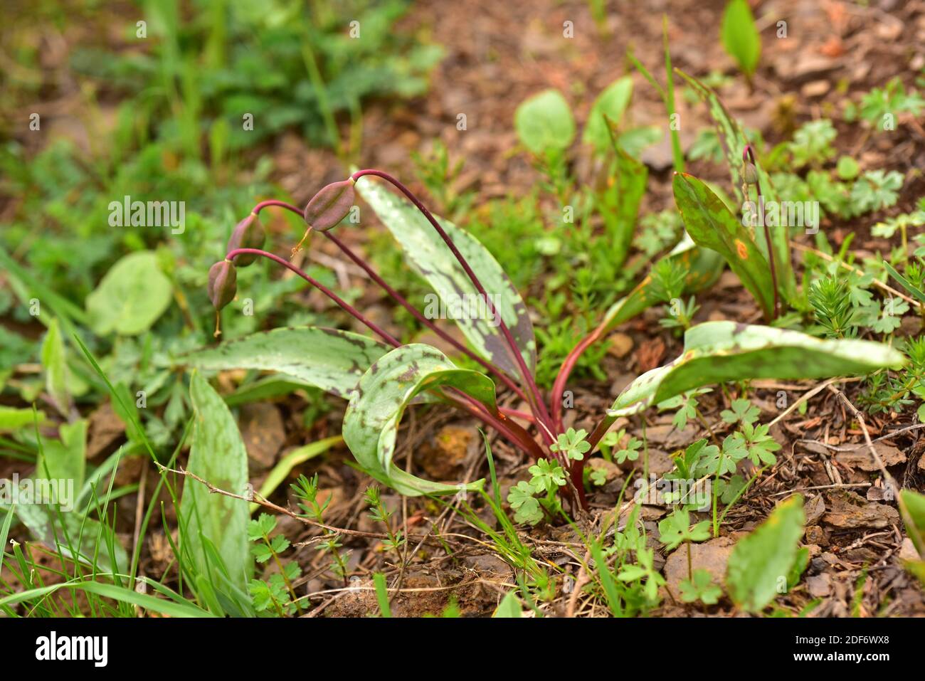 Hahnentrittveilchen (Erythronium dens-canis) ist eine bauchige mehrjährige Pflanze, die in Mitteleuropa und den südeuropäischen Bergen beheimatet ist. Fruchtdetails. Dieses Foto Stockfoto