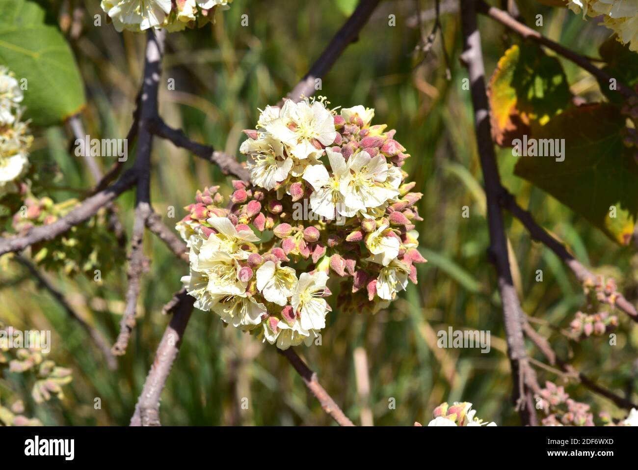 Dikbas oder afrikanische Wildbirne (Dombeya rotundifolia) ist ein kleiner Laub- und Heilbaum, der im südlichen Afrika beheimatet ist. Blütenstände Detail. Stockfoto