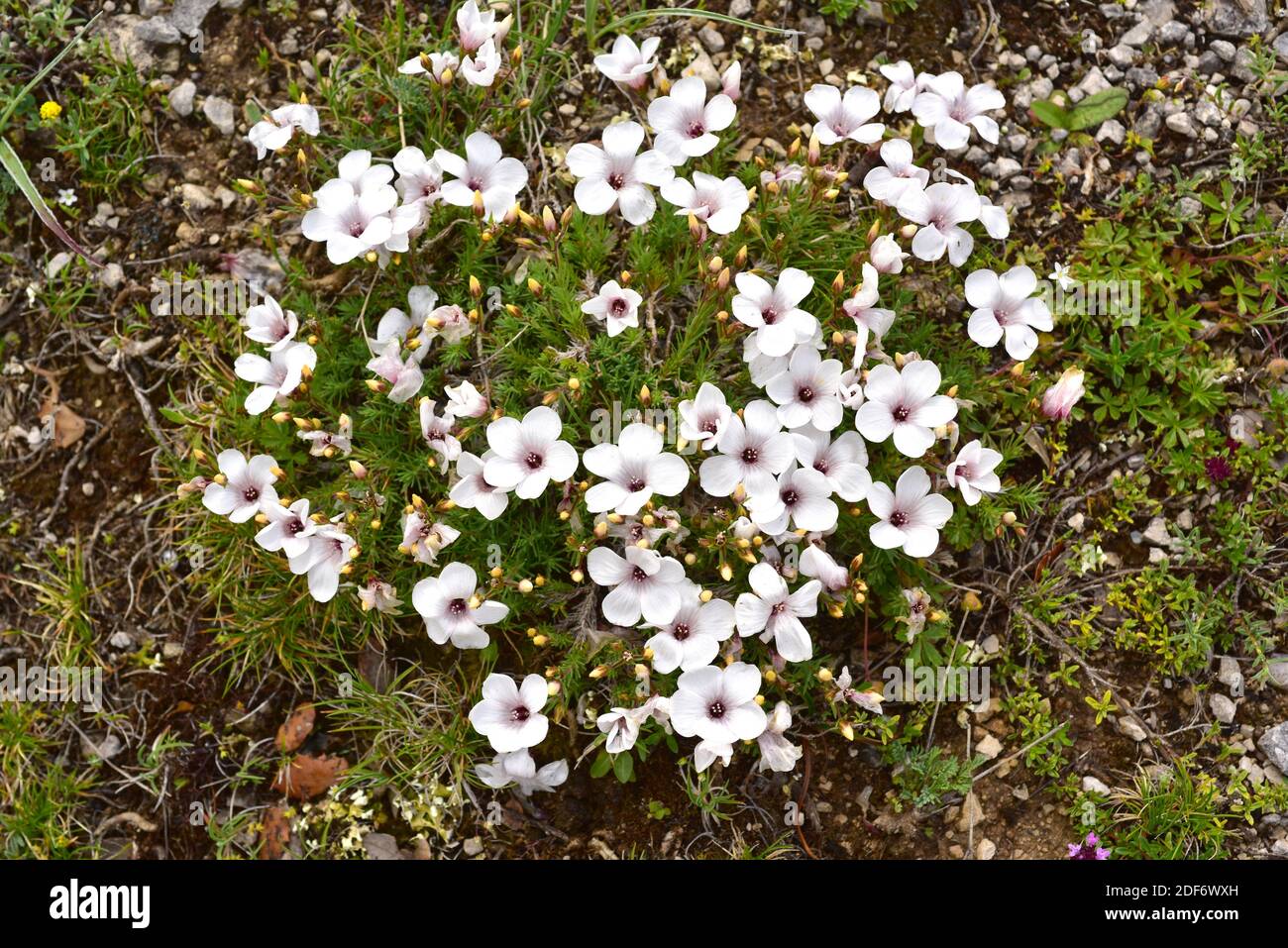Weißes Leinen (Linum suffruticosum) ist ein mehrjähriger Unterstrauch, der im westlichen Mittelmeerbecken beheimatet ist. Dieses Foto wurde in der Provinz Burgos aufgenommen, Stockfoto