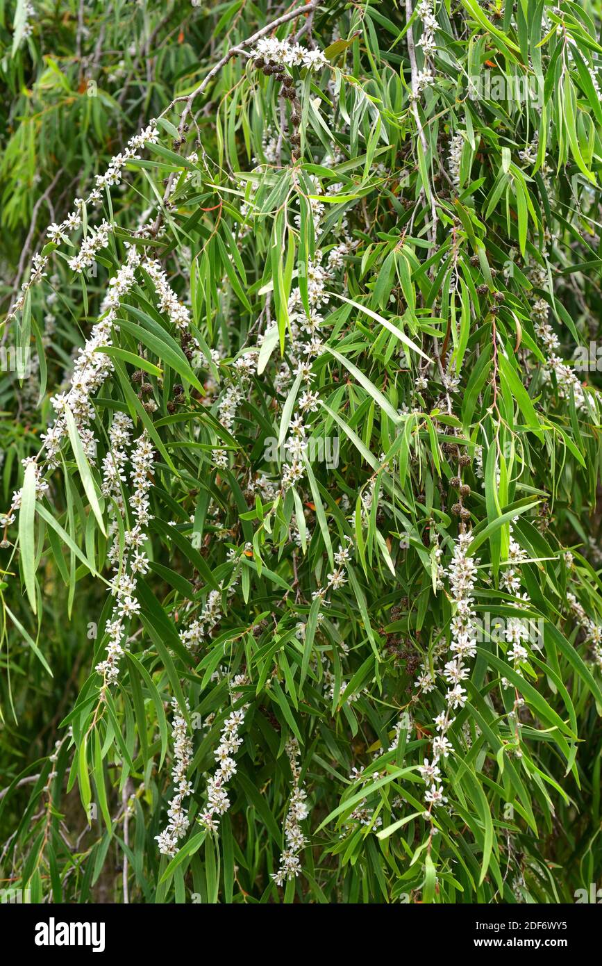 Die australische Pfefferminze (Agonis flexuosa) ist ein Baum, der an den südwestlichen Küsten Australiens beheimatet ist. Blühende Pflanze. Stockfoto