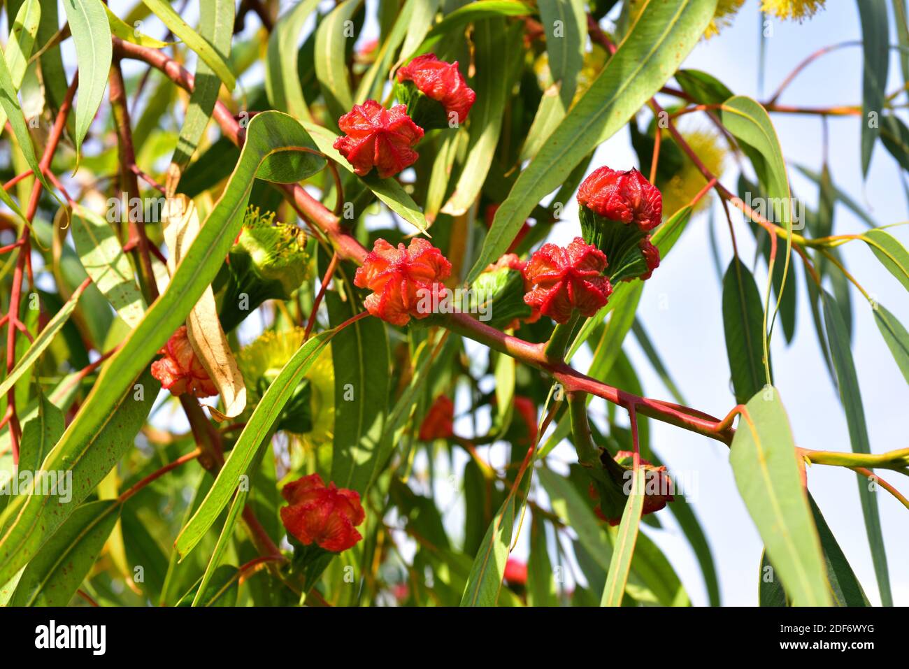 Illyarrie oder rot-kappiger Kaugummi (Eucalyptus erythrocorys) ist ein Baum aus Westaustralien. Blütenknospen und Blätter Detail. Stockfoto