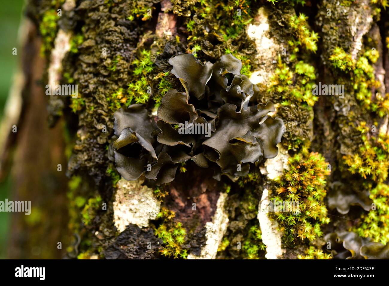 Foliose Flechten (Leptogium saturninum). Val d'Aran, Lleida, Katalonien, Spanien. Stockfoto