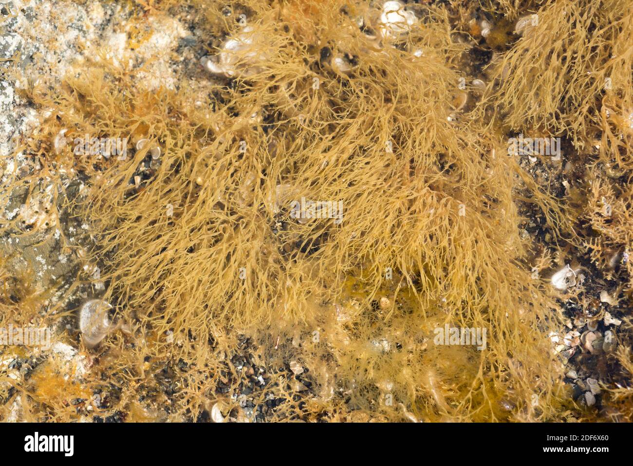 Dilophus fasciola oder Dictyota fasciola ist eine Braunalge. Dieses